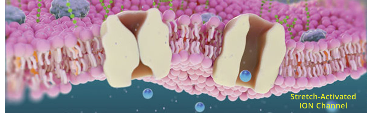 How Does Juvent Work? What is the Scientific Mechanism?